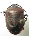 Chlorochroa kanei - photo 4