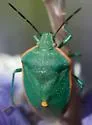 Chlorochroa kanei - photo 5