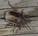 Chlorochroa lineata