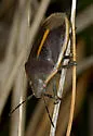 Chlorochroa lineata - photo 2