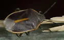 Chlorochroa lineata - photo 3