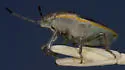Chlorochroa lineata - photo 4