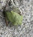 Chlorochroa norlandorum - Chlorochroa norlandorum
