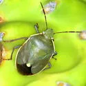 Chlorochroa opuntiae