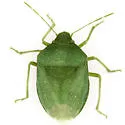 Chlorochroa opuntiae - photo 2