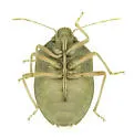 Chlorochroa opuntiae - photo 3
