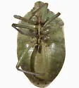 Chlorochroa opuntiae - photo 4