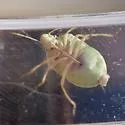 Chlorochroa opuntiae - photo 5