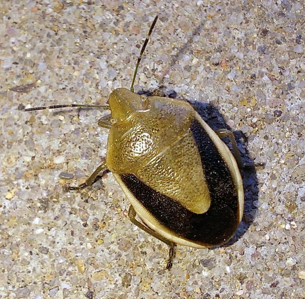 Chlorochroa osborni - photo 2