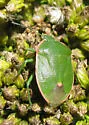 Chlorochroa persimilis