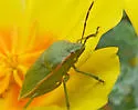 Chlorochroa rossiana - photo 2