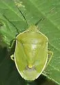 Chlorochroa rossiana - photo 3