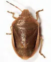 Chlorochroa saucia