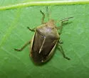 Chlorochroa saucia - photo 3