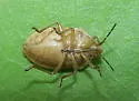 Chlorochroa saucia - photo 4