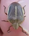 Chlorochroa saucia - photo 5