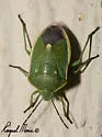 Say's Stink Bug - photo 2