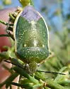 Say's Stink Bug - photo 4