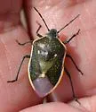 Say's Stink Bug - photo 5