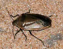 Chlorochroa senilis