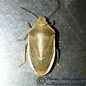 Chlorochroa senilis - photo 2