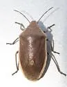 Chlorochroa senilis - photo 3