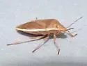Chlorochroa senilis - photo 4