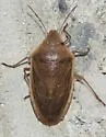 Chlorochroa senilis - photo 5