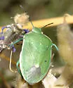Uhler's Stink Bug