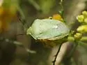 Uhler's Stink Bug - photo 2
