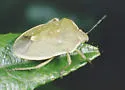 Uhler's Stink Bug - photo 3