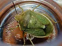 Uhler's Stink Bug - photo 4