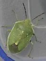Uhler's Stink Bug - photo 5