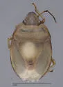 Chlorochroa viridicata - photo 2
