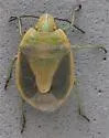 Chlorochroa viridicata - photo 3