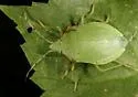 Chlorocoris distinctus