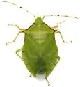 Chlorocoris distinctus - photo 2