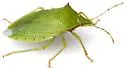 Chlorocoris distinctus - photo 3