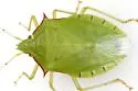 Chlorocoris distinctus - photo 4