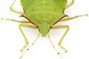 Chlorocoris distinctus - photo 5