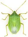 Chlorocoris flaviviridis