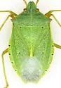 Chlorocoris flaviviridis - photo 2