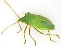 Chlorocoris flaviviridis - photo 3