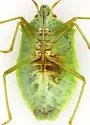 Chlorocoris flaviviridis - photo 4