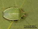 Chlorocoris hebetatus