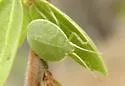 Chlorocoris hebetatus - photo 2