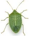 Chlorocoris hebetatus - photo 3