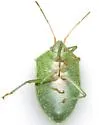 Chlorocoris hebetatus - photo 4