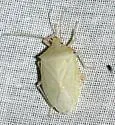 Chlorocoris werneri