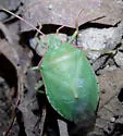 Chlorocoris werneri - photo 2